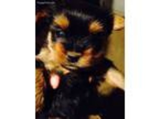 Yorkshire Terrier Puppy for sale in Athens, OH, USA