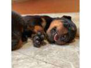 Rottweiler Puppy for sale in East Brunswick, NJ, USA