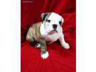 Bulldog Puppy for sale in Mebane, NC, USA