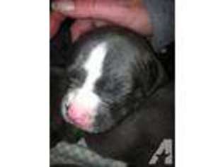 American Pit Bull Terrier Puppy for sale in DANSVILLE, NY, USA