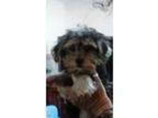 Yorkshire Terrier Puppy for sale in Fox River Grove, IL, USA