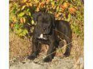 Cane Corso Puppy for sale in WALDPORT, OR, USA