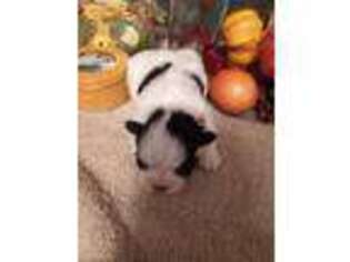 Mutt Puppy for sale in Hazel Green, KY, USA