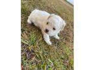 Mutt Puppy for sale in Hinesville, GA, USA