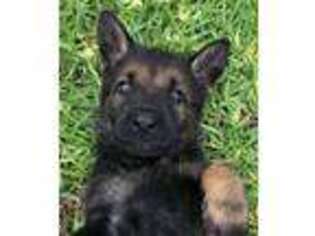 German Shepherd Dog Puppy for sale in Grandview, TX, USA