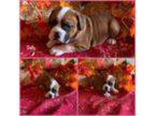 Olde English Bulldogge Puppy for sale in Decatur, MS, USA