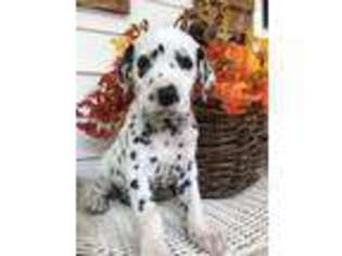 Dalmatian Puppy for sale in Marble Hill, MO, USA
