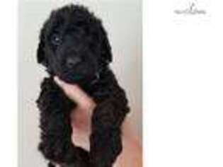 Airedale Terrier Puppy for sale in Sacramento, CA, USA