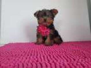 Yorkshire Terrier Puppy for sale in Rutledge, MO, USA