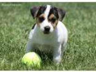Jack Russell Terrier Puppy for sale in Henrietta, TX, USA