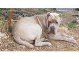 Neapolitan Mastiff Puppy for sale in Hartshorne, OK, USA