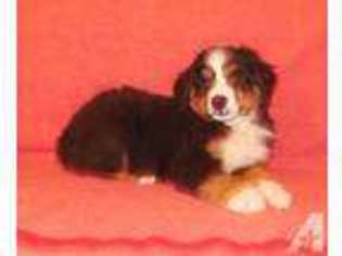 Bernese Mountain Dog Puppy for sale in ELK CITY, KS, USA