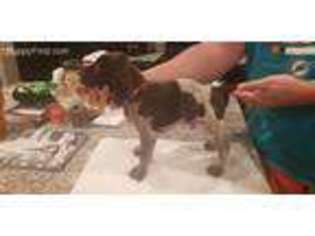 German Shorthaired Pointer Puppy for sale in Inman, SC, USA