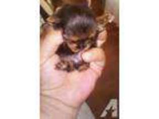 Yorkshire Terrier Puppy for sale in NORTH LAS VEGAS, NV, USA