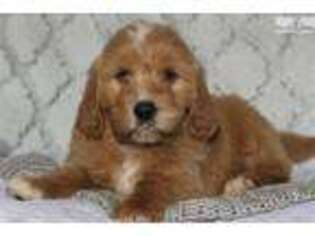 Goldendoodle Puppy for sale in Lexington, KY, USA