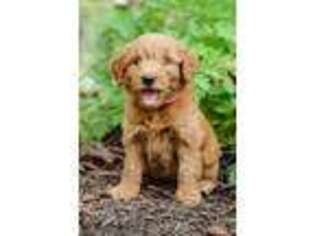 Goldendoodle Puppy for sale in Strasburg, PA, USA