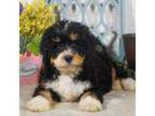 Mutt Puppy for sale in Bristol, IN, USA