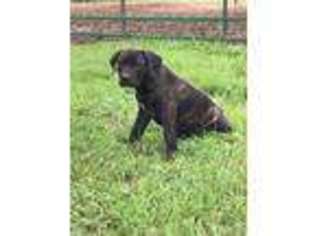Cane Corso Puppy for sale in Middlebury, IN, USA