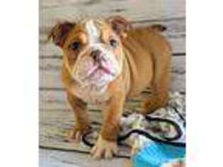 Bulldog Puppy for sale in Oakdale, CA, USA
