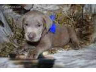 Labrador Retriever Puppy for sale in Huntsville, TX, USA