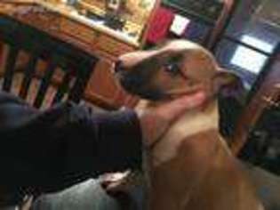 Bull Terrier Puppy for sale in Granite City, IL, USA