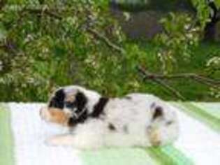 Australian Shepherd Puppy for sale in Burlington, NC, USA