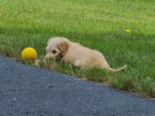 Goldendoodle Puppy for sale in Yorkville, IL, USA
