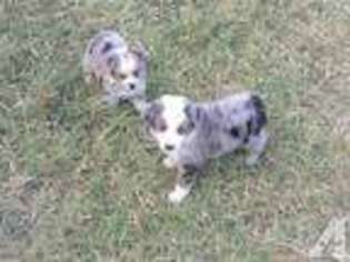 Mutt Puppy for sale in CROWLEY, TX, USA
