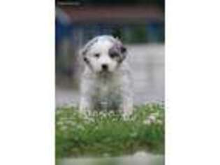 Australian Shepherd Puppy for sale in Woodburn, IN, USA