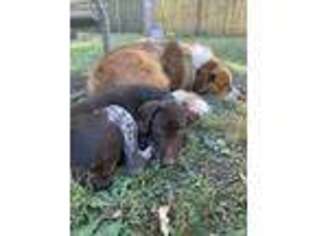 German Shorthaired Pointer Puppy for sale in Toledo, OH, USA