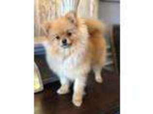 Pomeranian Puppy for sale in Southaven, MS, USA