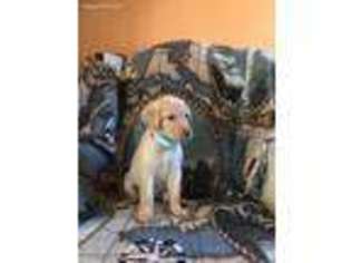 Labrador Retriever Puppy for sale in Riva, MD, USA