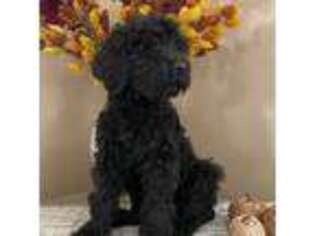 Saint Berdoodle Puppy for sale in Lancaster, CA, USA