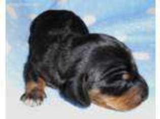 Dachshund Puppy for sale in Rio Linda, CA, USA