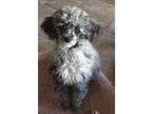 Mutt Puppy for sale in Lowell, OR, USA