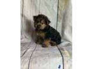 Yorkshire Terrier Puppy for sale in Cumberland, OH, USA