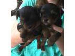 Yorkshire Terrier Puppy for sale in Brewton, AL, USA