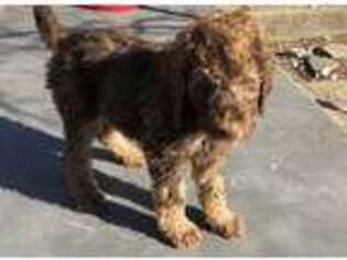 Mutt Puppy for sale in Justin, TX, USA