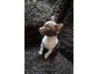 Chihuahua Puppy for sale in Astoria, NY, USA