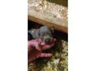 Labrador Retriever Puppy for sale in Coatesville, IN, USA
