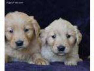 Golden Retriever Puppy for sale in Pingree, ID, USA