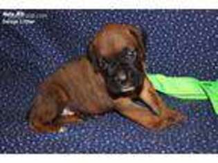 Boxer Puppy for sale in Honey Grove, TX, USA