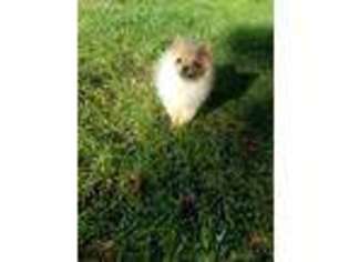 Pomeranian Puppy for sale in Lake Forest, IL, USA