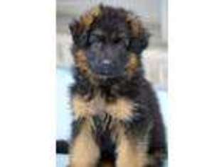 German Shepherd Dog Puppy for sale in Johnstown, OH, USA