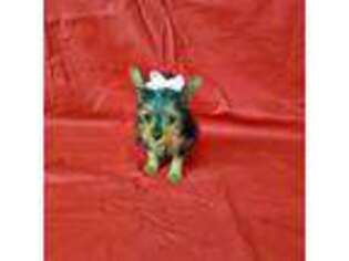 Yorkshire Terrier Puppy for sale in Eatonton, GA, USA