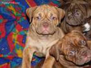 Olde English Bulldogge Puppy for sale in Athens, PA, USA