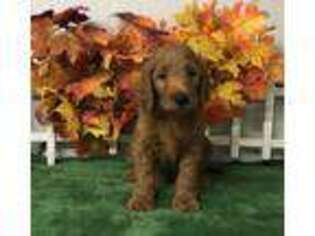 Goldendoodle Puppy for sale in Land O Lakes, FL, USA