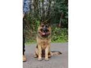 German Shepherd Dog Puppy for sale in Battle Ground, WA, USA