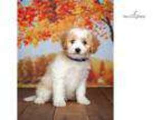 Cavachon Puppy for sale in Chicago, IL, USA