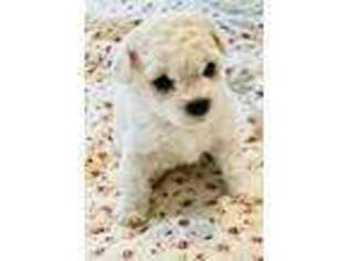 Bichon Frise Puppy for sale in Spring, TX, USA